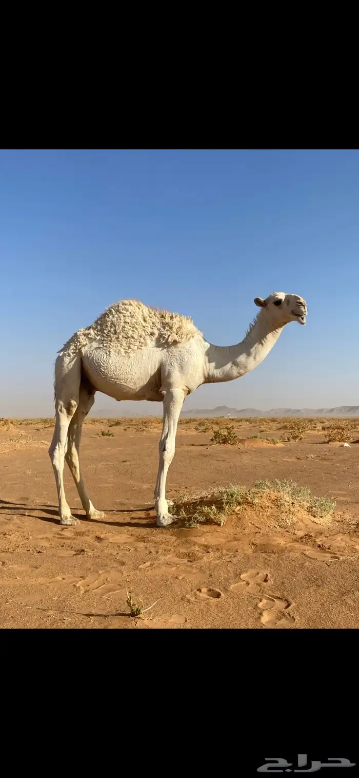 قعود للبيع 1
