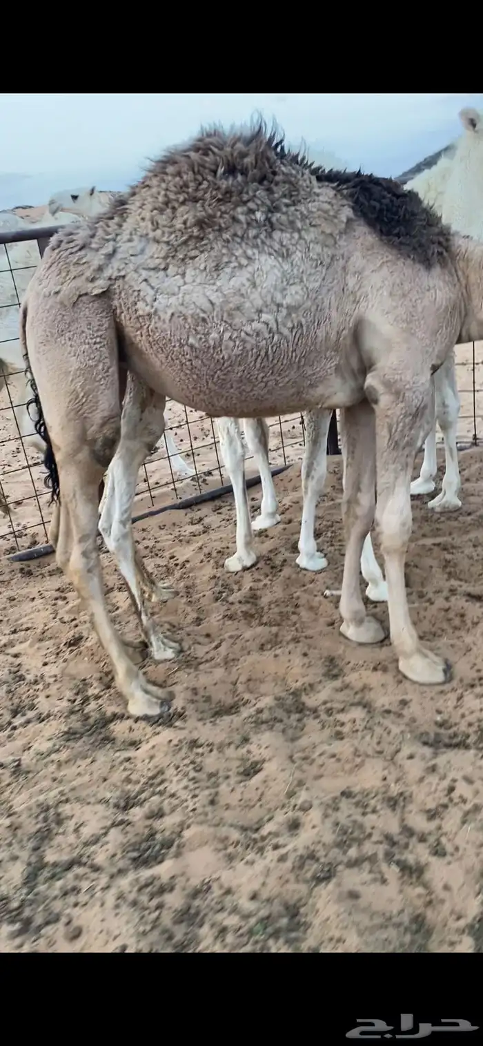 حشو فاخره 3