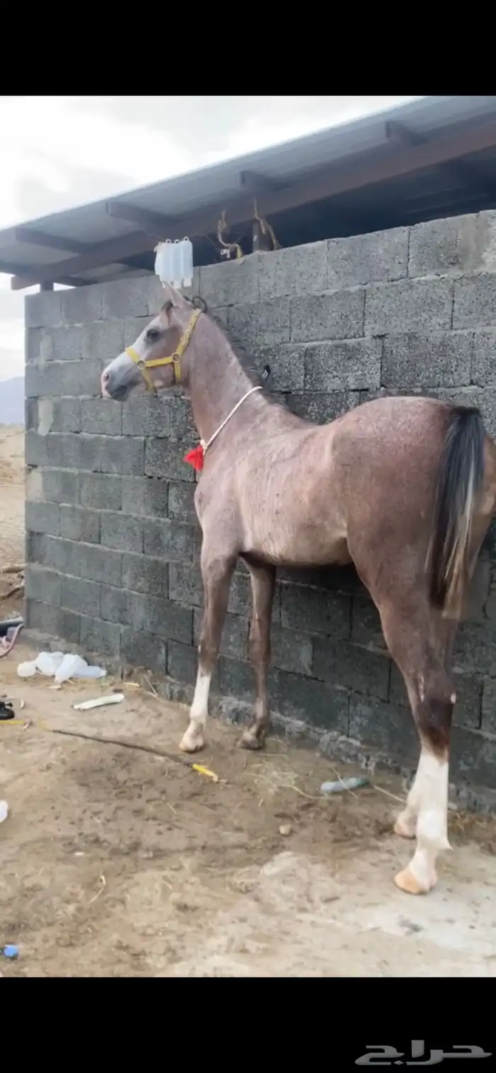 مهر رفيع جدا ومسكت شعبي 0