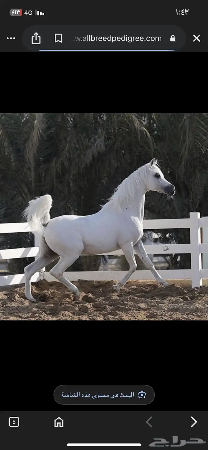 حصان واهو شيخ 4
