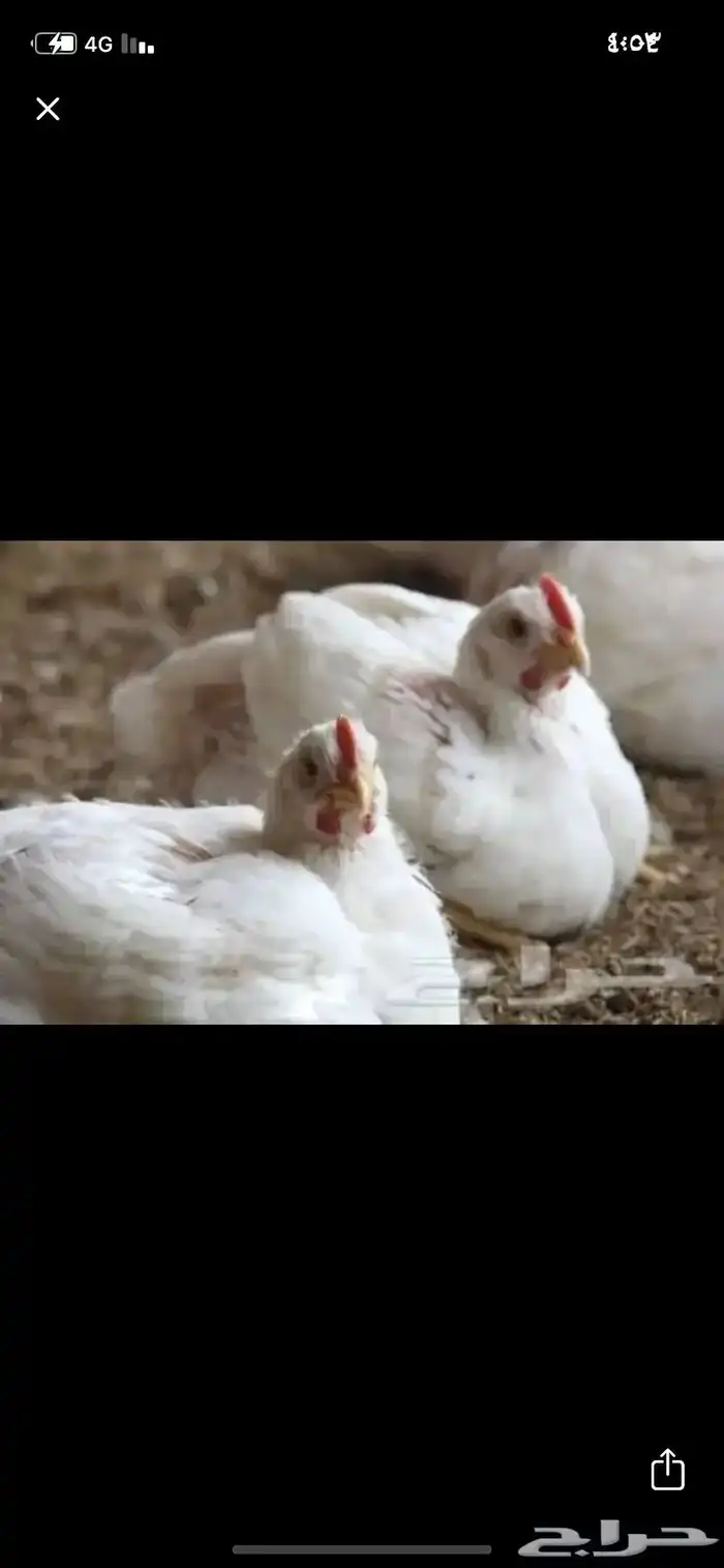 حمام 0