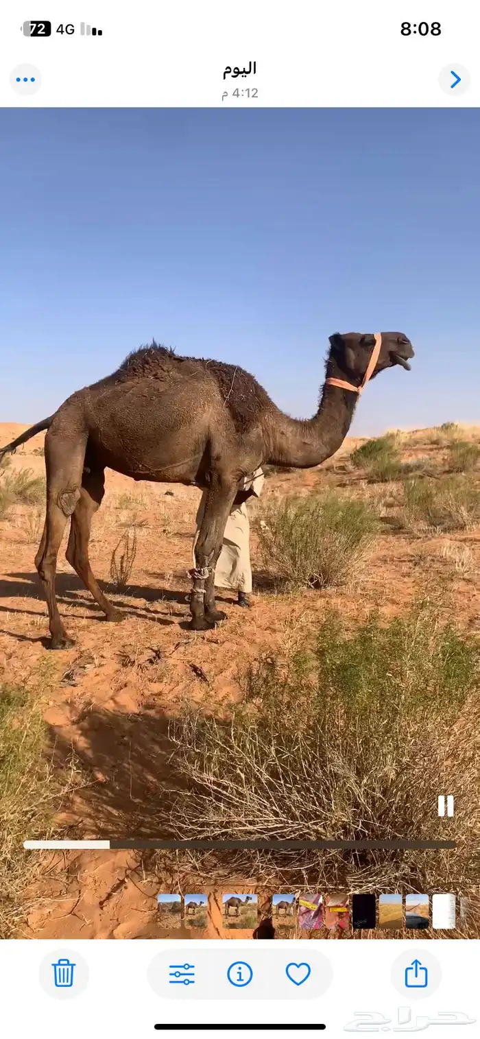 رحول مبيوع ولدها الموقع غرب مشذوبة 10 ك 0