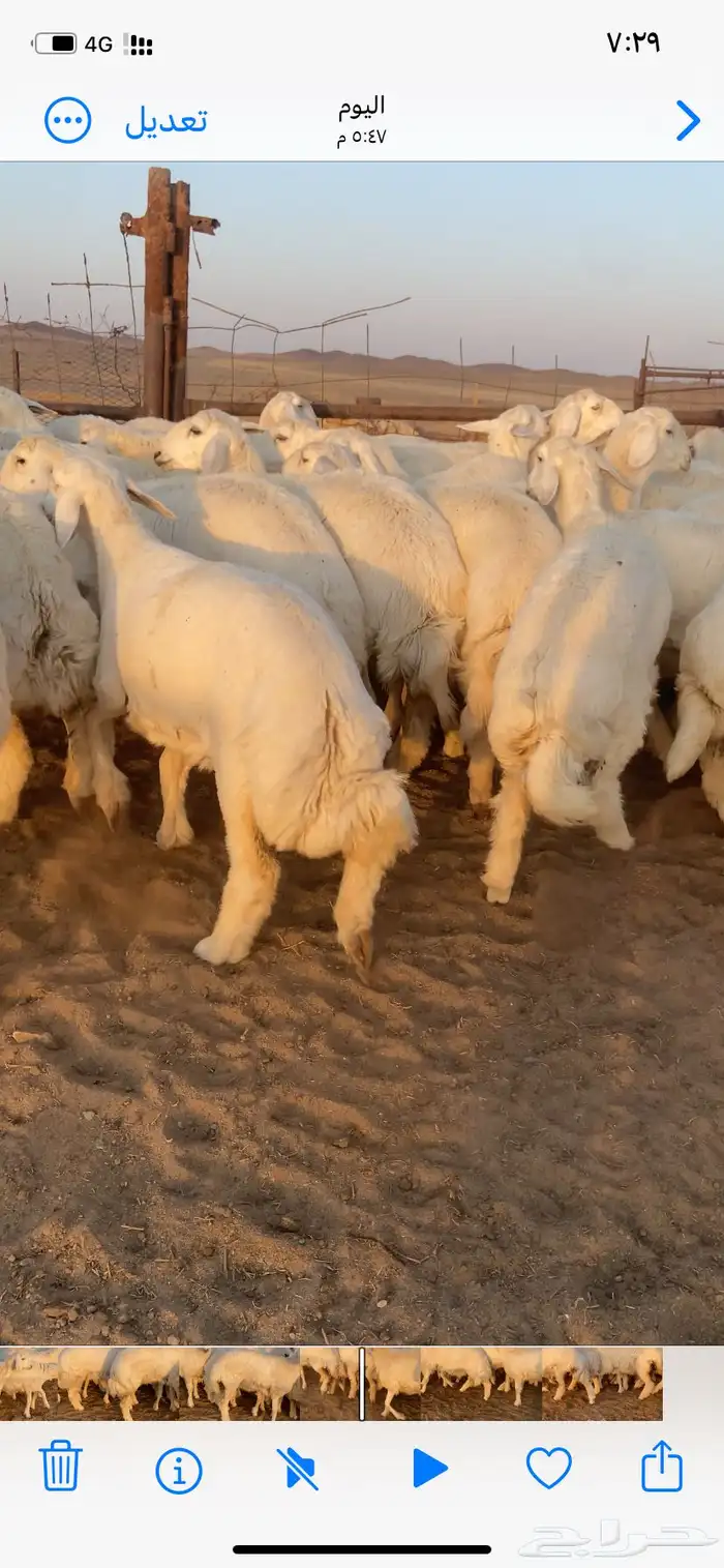 رخال صنف مقاني طيبه مراح واحد 1