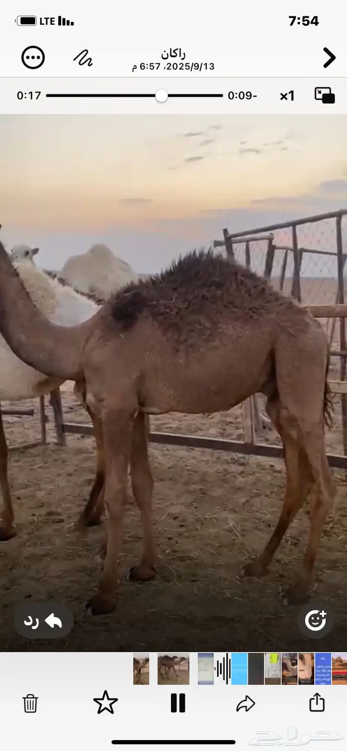 حشو لبانيات تحت امهاتهن 1