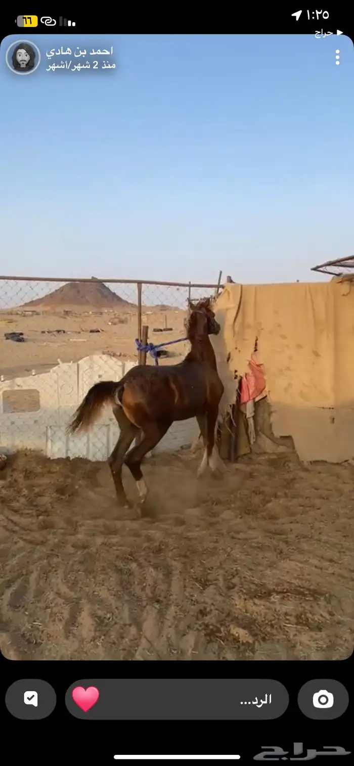 مهر شعبي كفو جدا 1