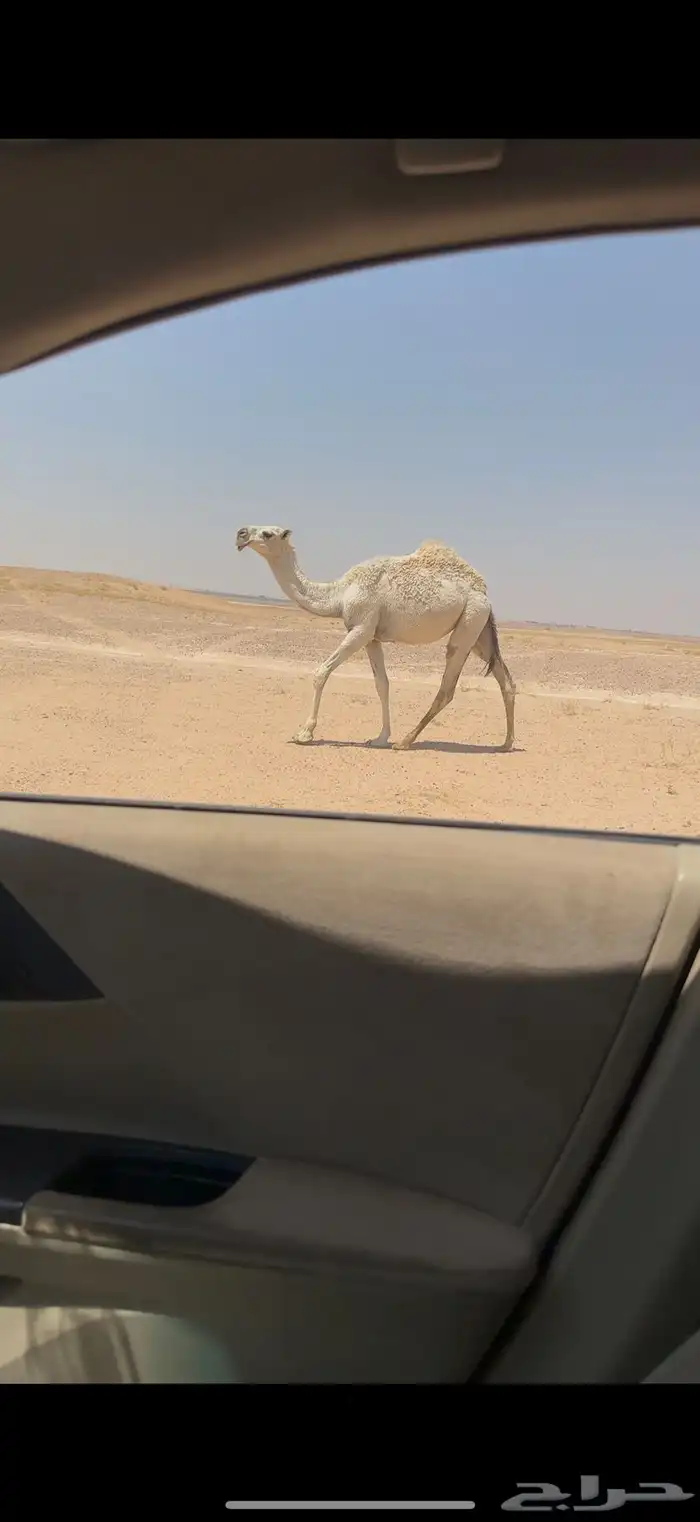 فحل تمامي اشقح منتج 3