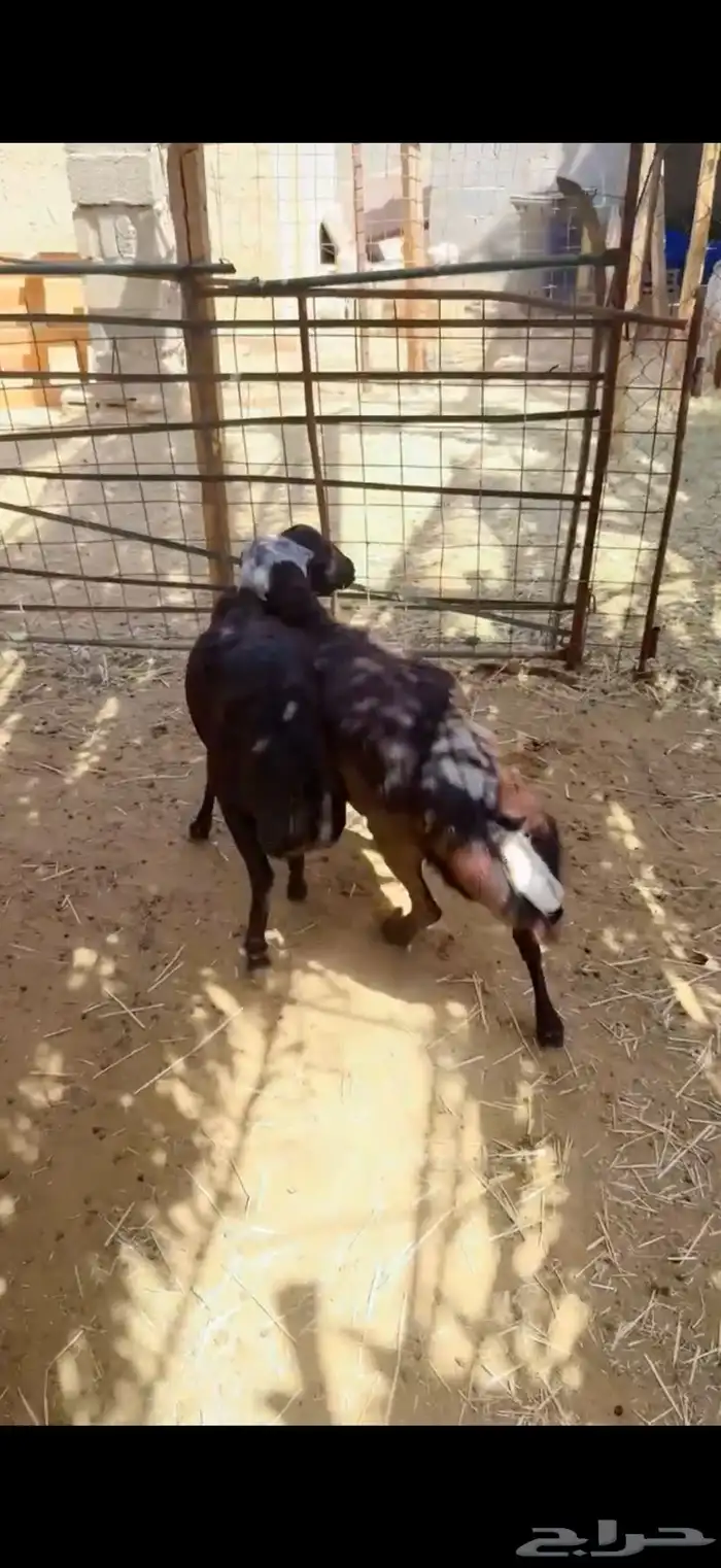 خرفان رفيد مرابي 3