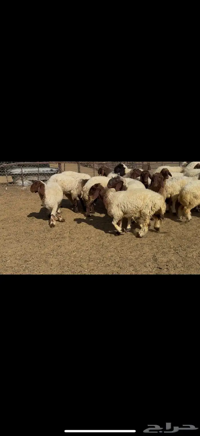 جذعات نعيم مقاني 1