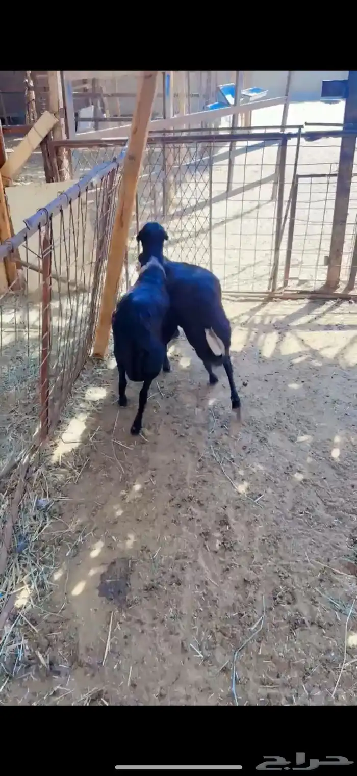 خرفان رفيد مرابي 2