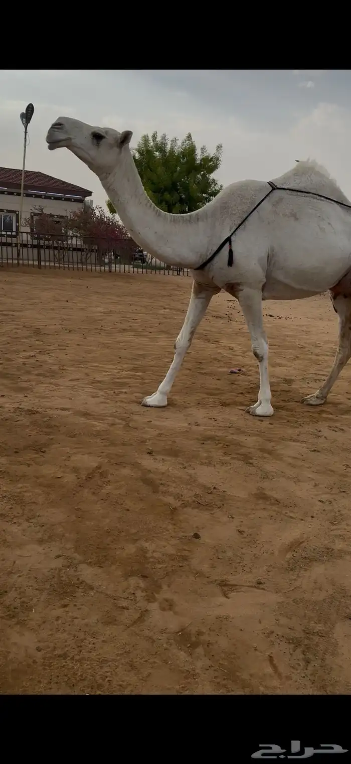 خلفه وضحاء كفو 0