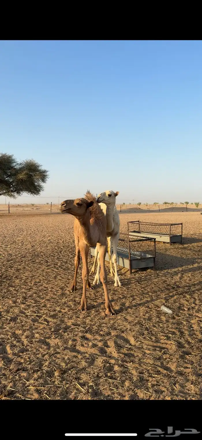 للبيع حشو طيبه 0