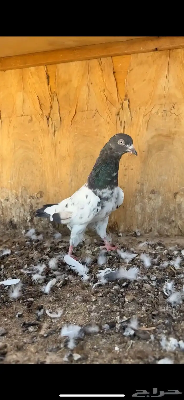 ذكر رام 0