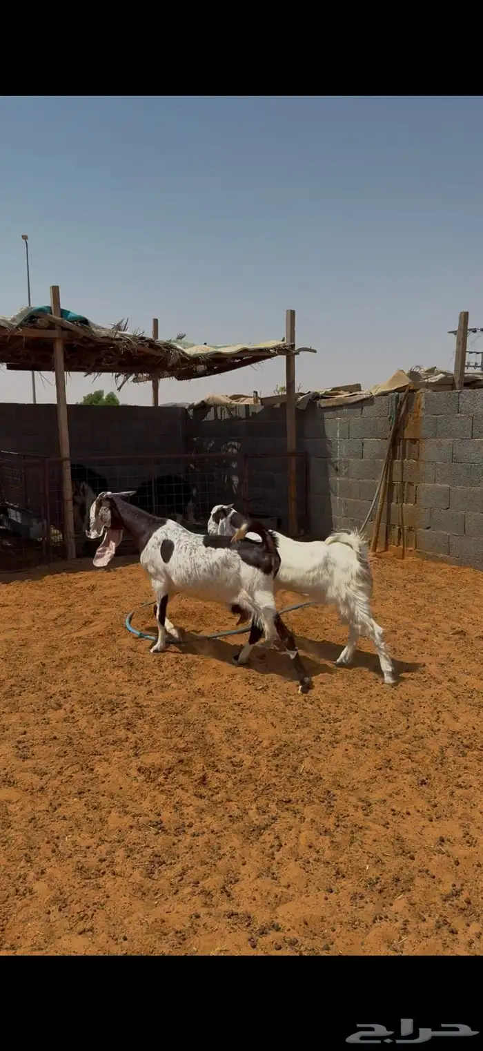 عنز والد 0