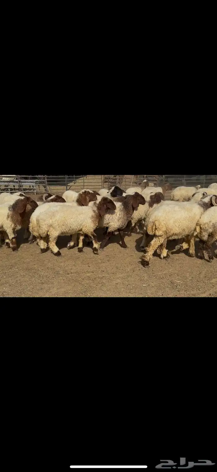 جذعات نعيم مقاني 2