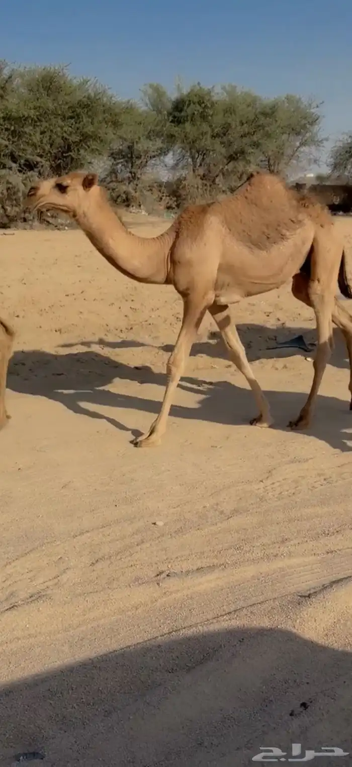 للبيع خلفه جذعه 3