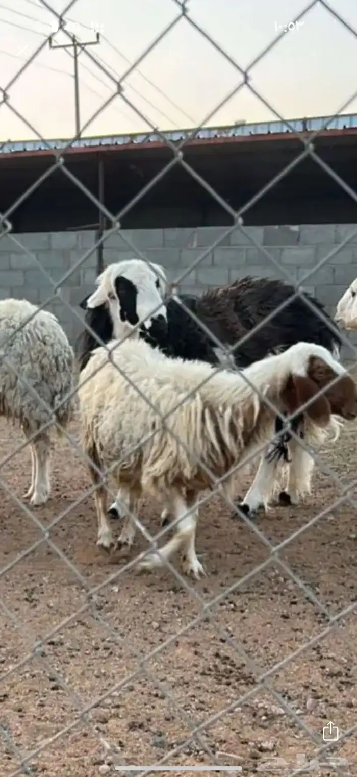 فحل نجدي طيب 0