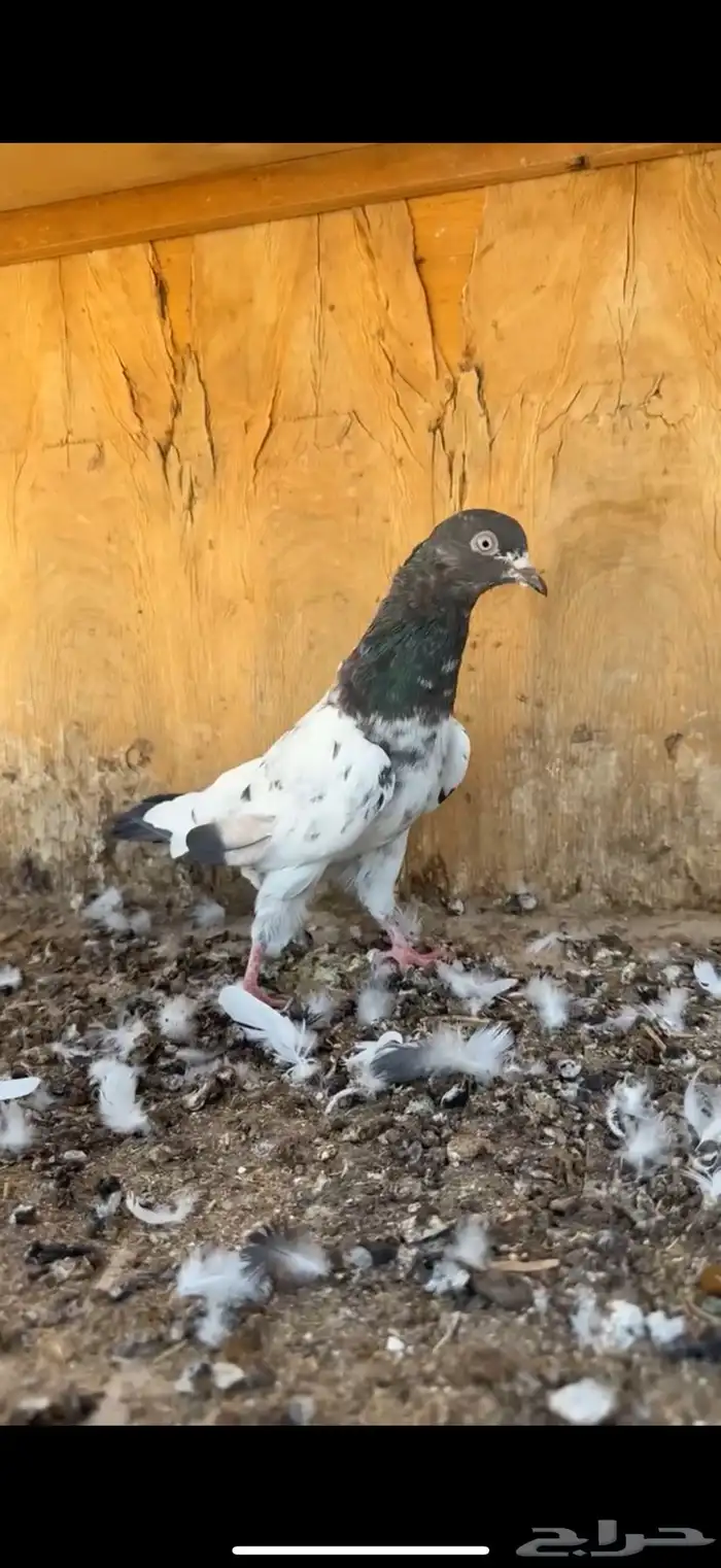 ذكر رام 2