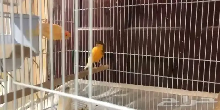 كناري لللبيع 2