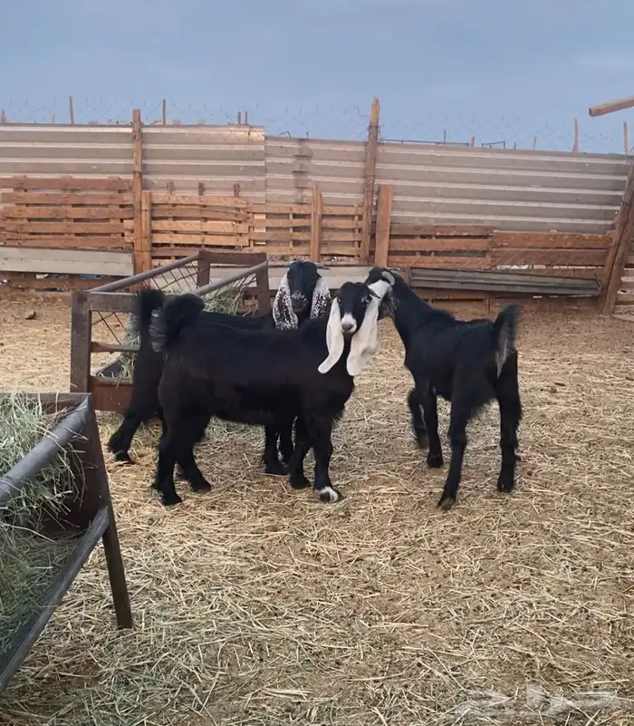 تيوس مخاصي جذعان ذبايح 2