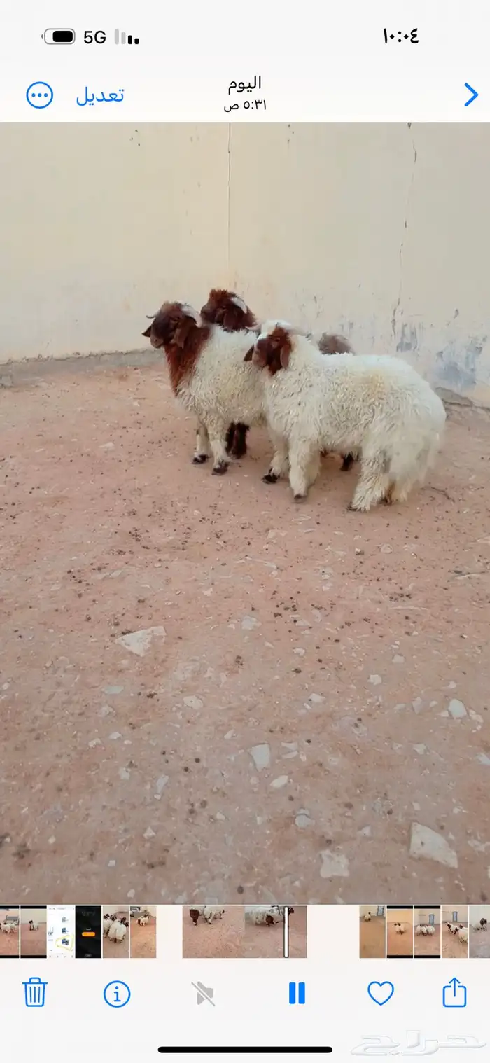 طليان نعيم الريآض حي الشفآء آي مكان نوصل فيه ذبح باقي ثلاثه 0