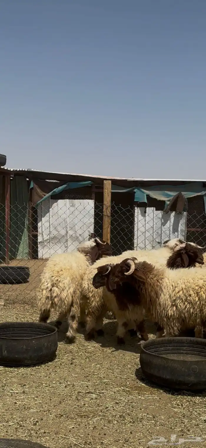 جذعان أنعيم فاخره اللبييع 11