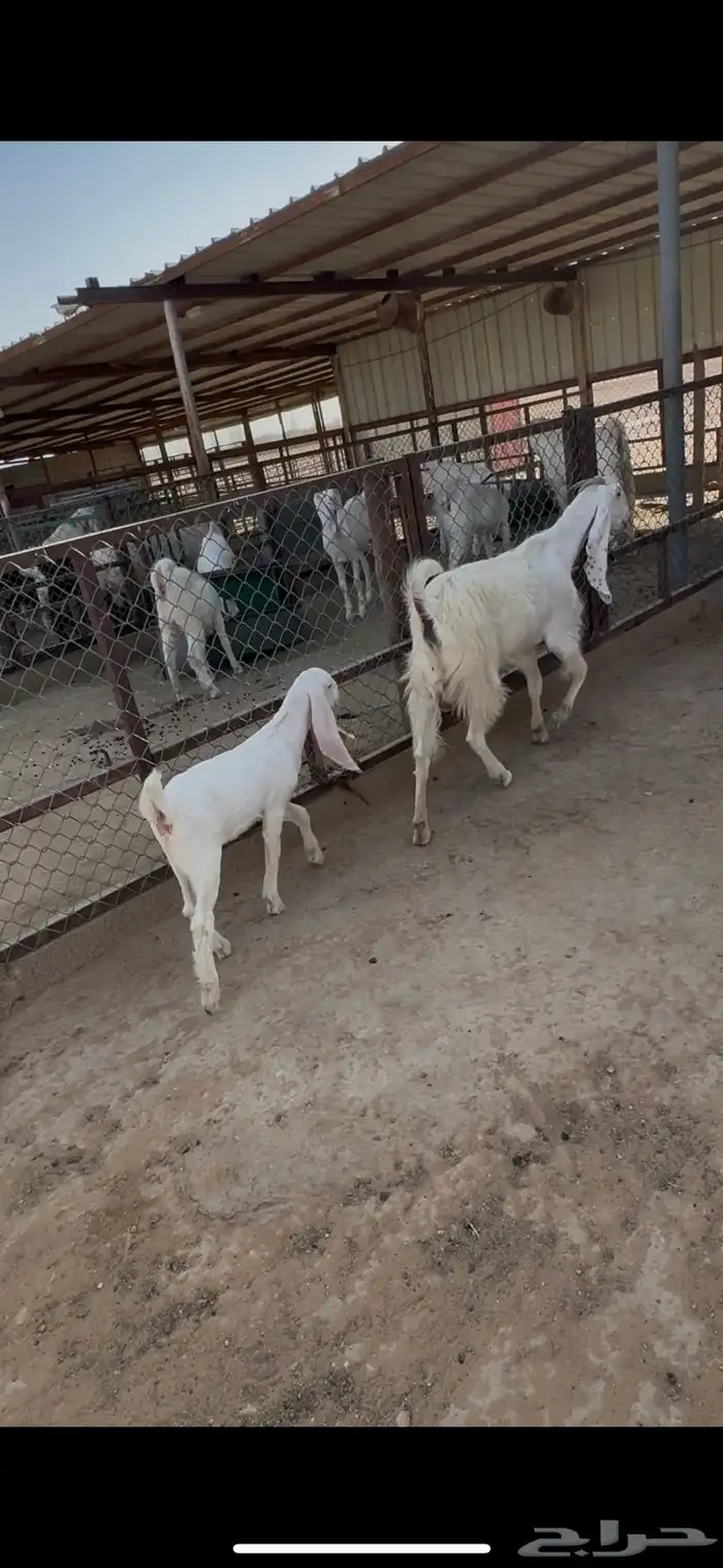 عنز ثنيه 0