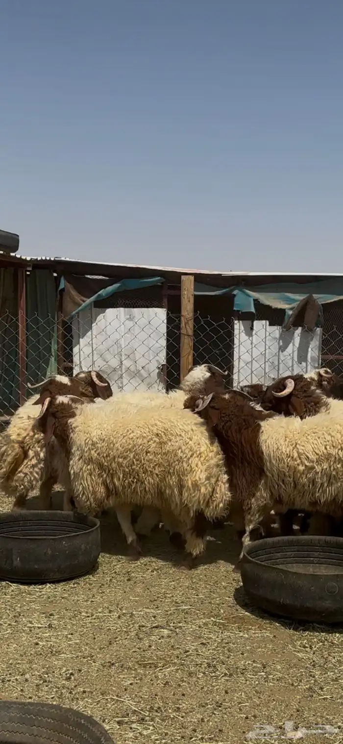 جذعان أنعيم فاخره اللبييع 5