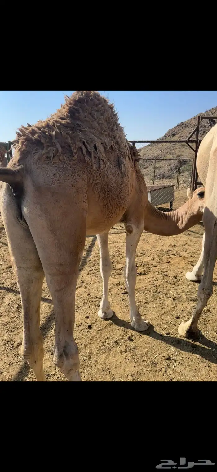 قعدان علا حليب اماتها 5