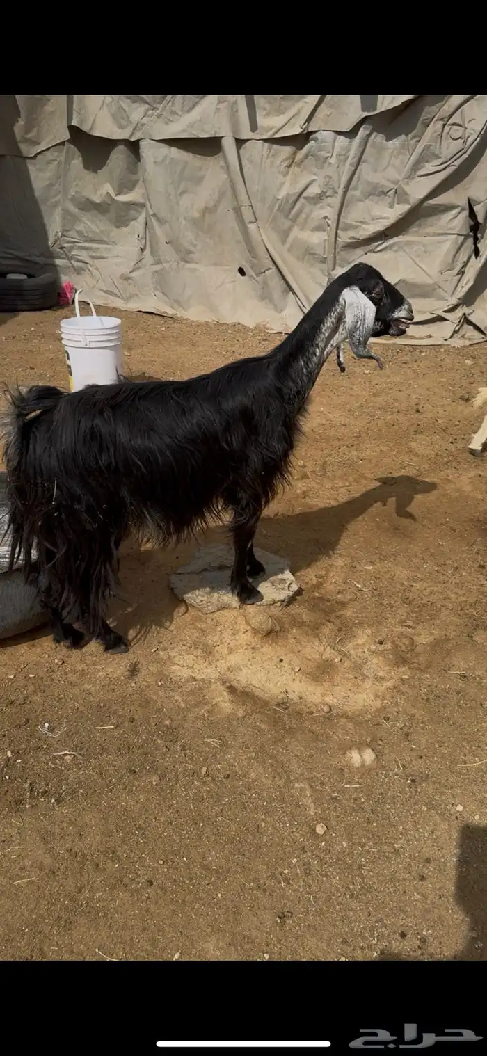 عنز للبيع تحتها تيسين تم الببييع الله يبارك لراعيها 2