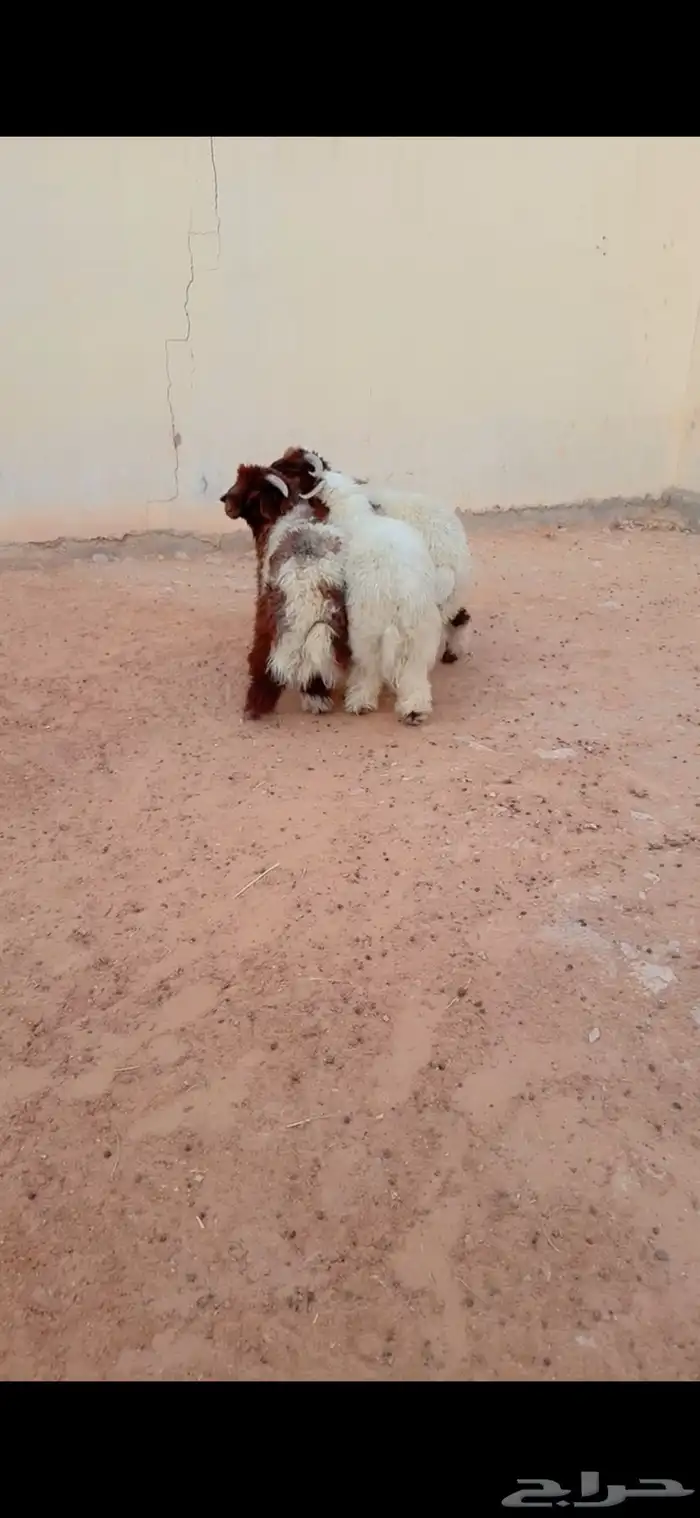 طليان نعيم الريآض حي الشفآء آي مكان نوصل فيه ذبح باقي ثلاثه 1