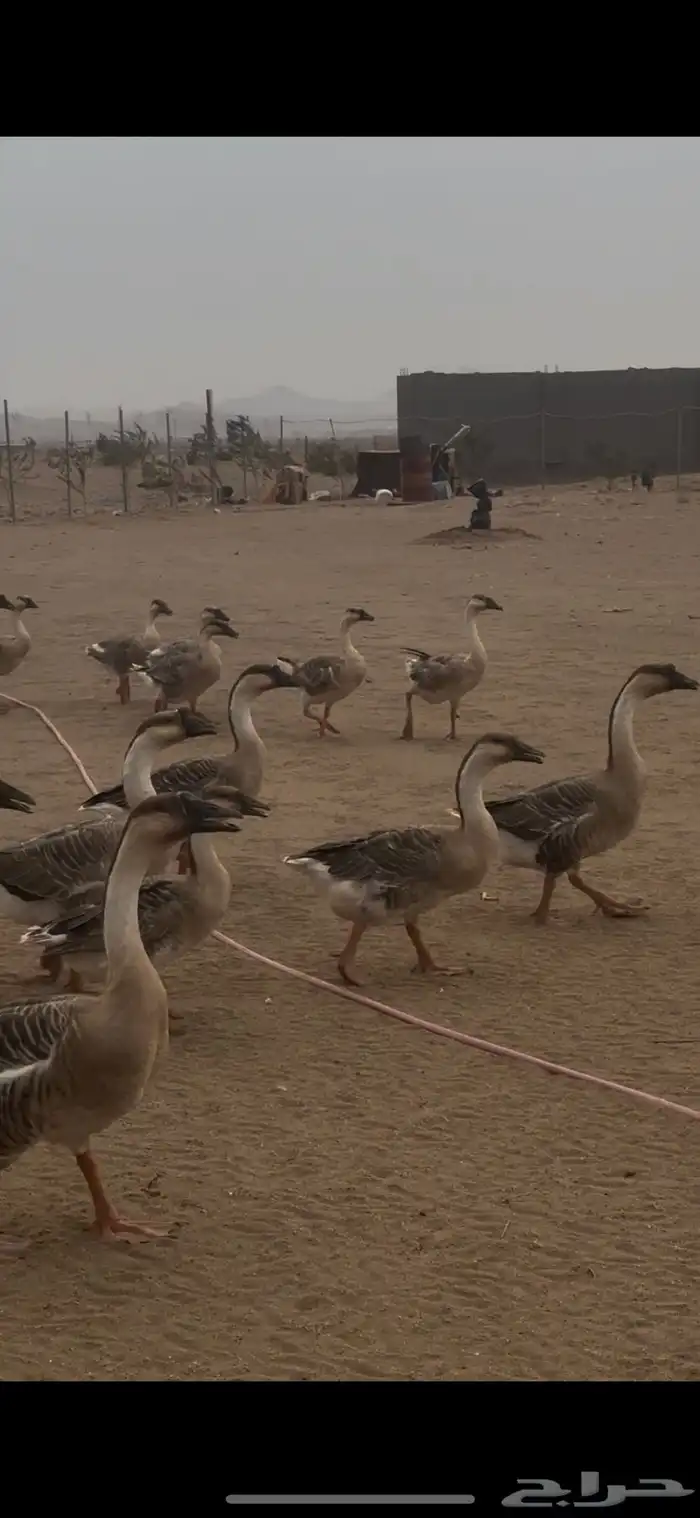 واز عراقي نضيف ومنتج في موسمه شرط 6