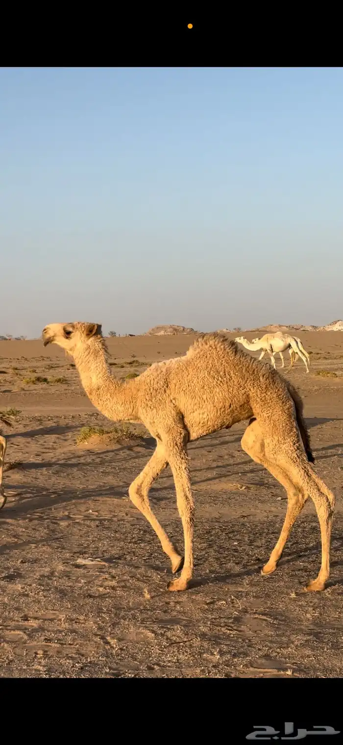 حواره شعلا كفوو عونيه 0