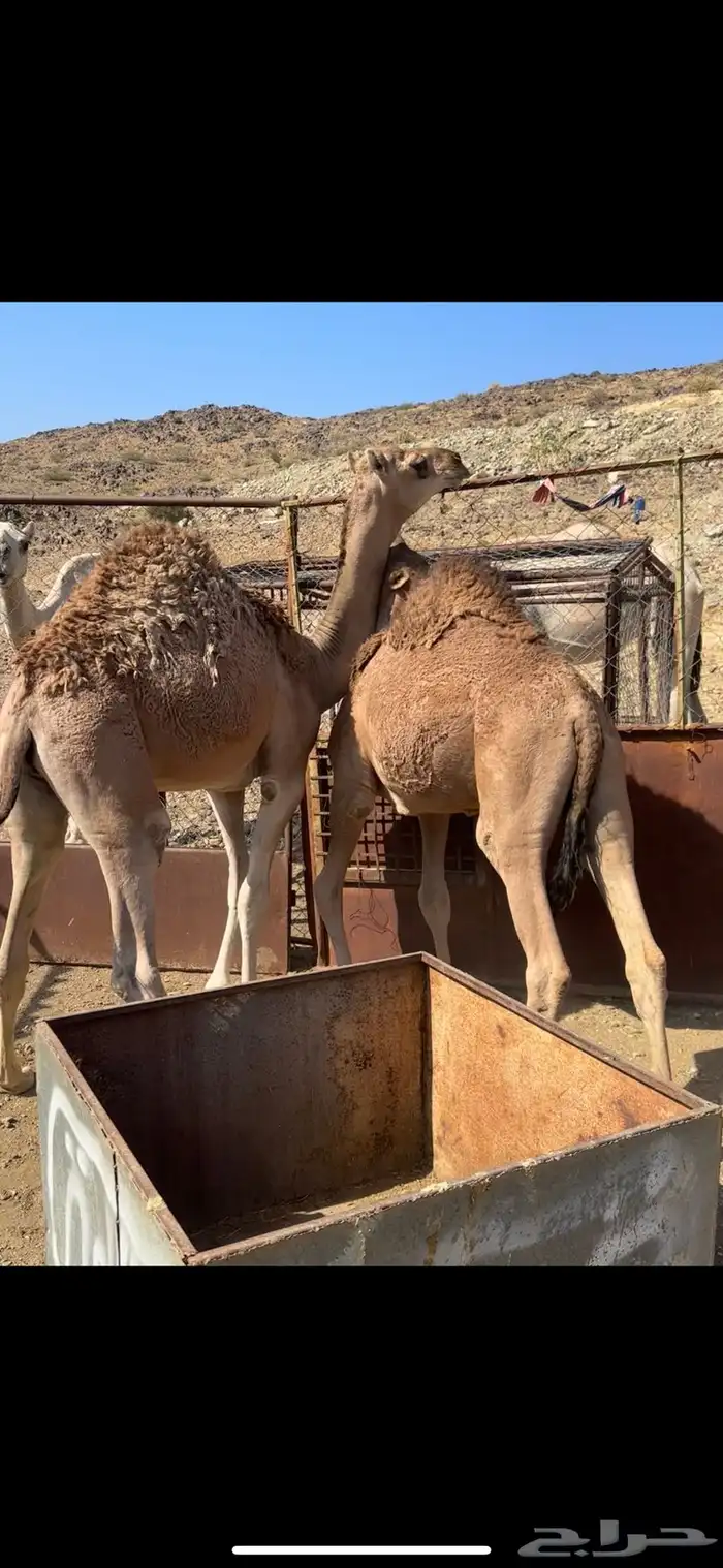 قعدان علا حليب اماتها 2