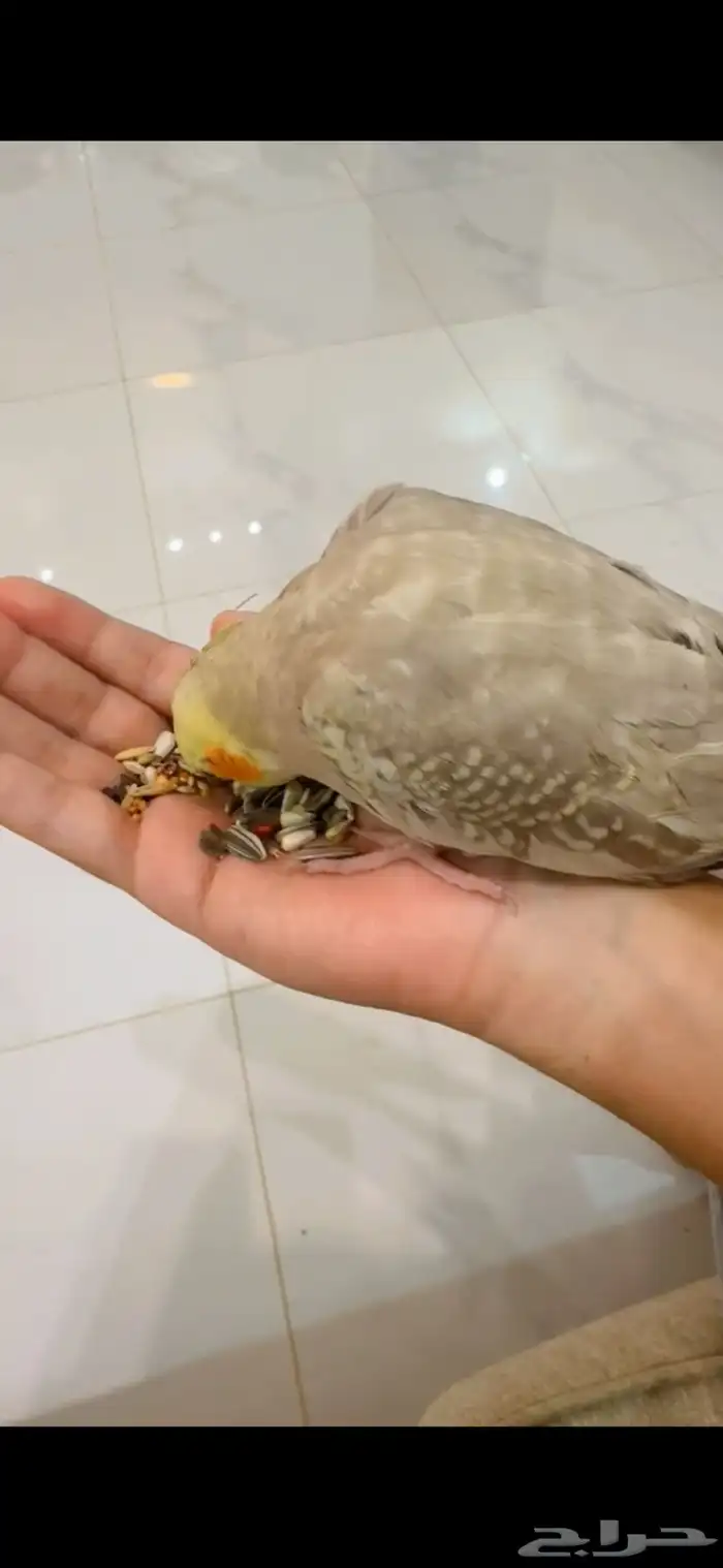 ببغاء كروان وليف 2