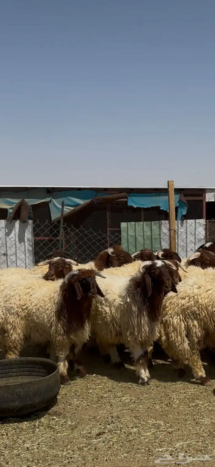 جذعان أنعيم فاخره اللبييع 6