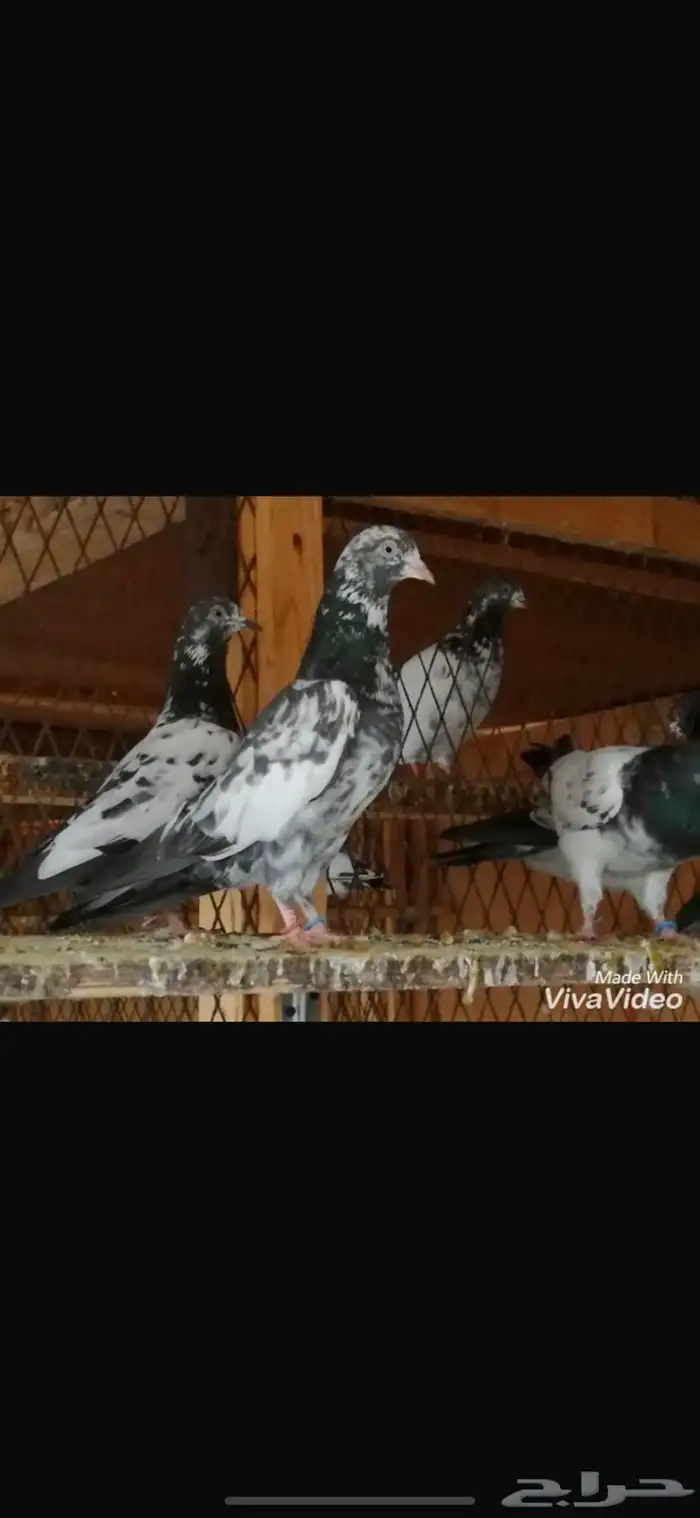 حمام تيديات بيور 5