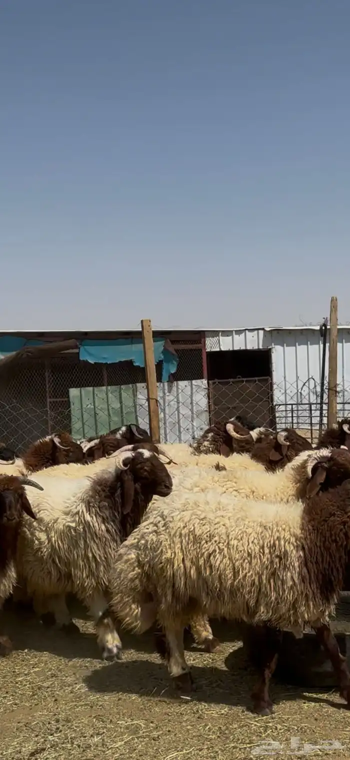 جذعان أنعيم فاخره اللبييع 7