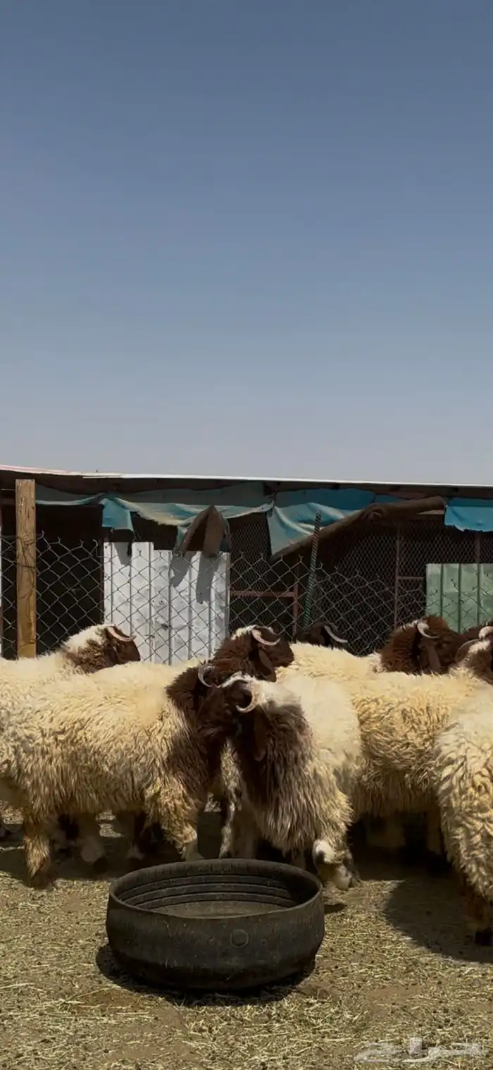 جذعان أنعيم فاخره اللبييع 3