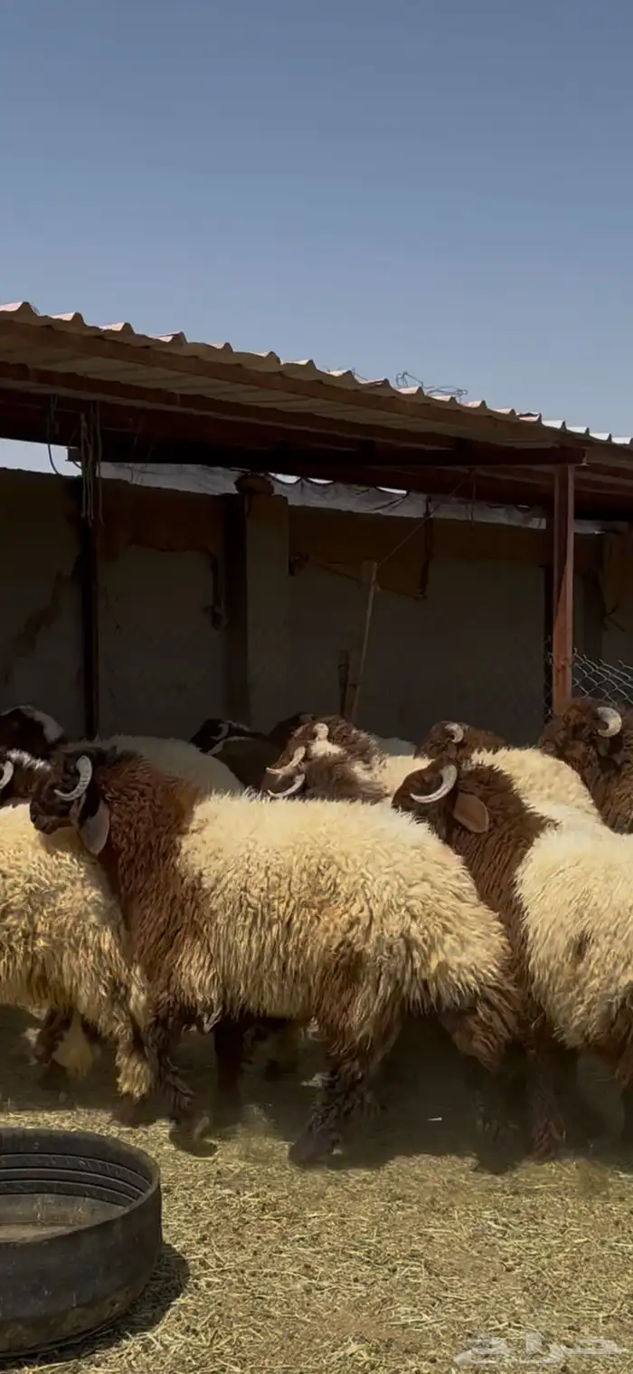 جذعان أنعيم فاخره اللبييع 12