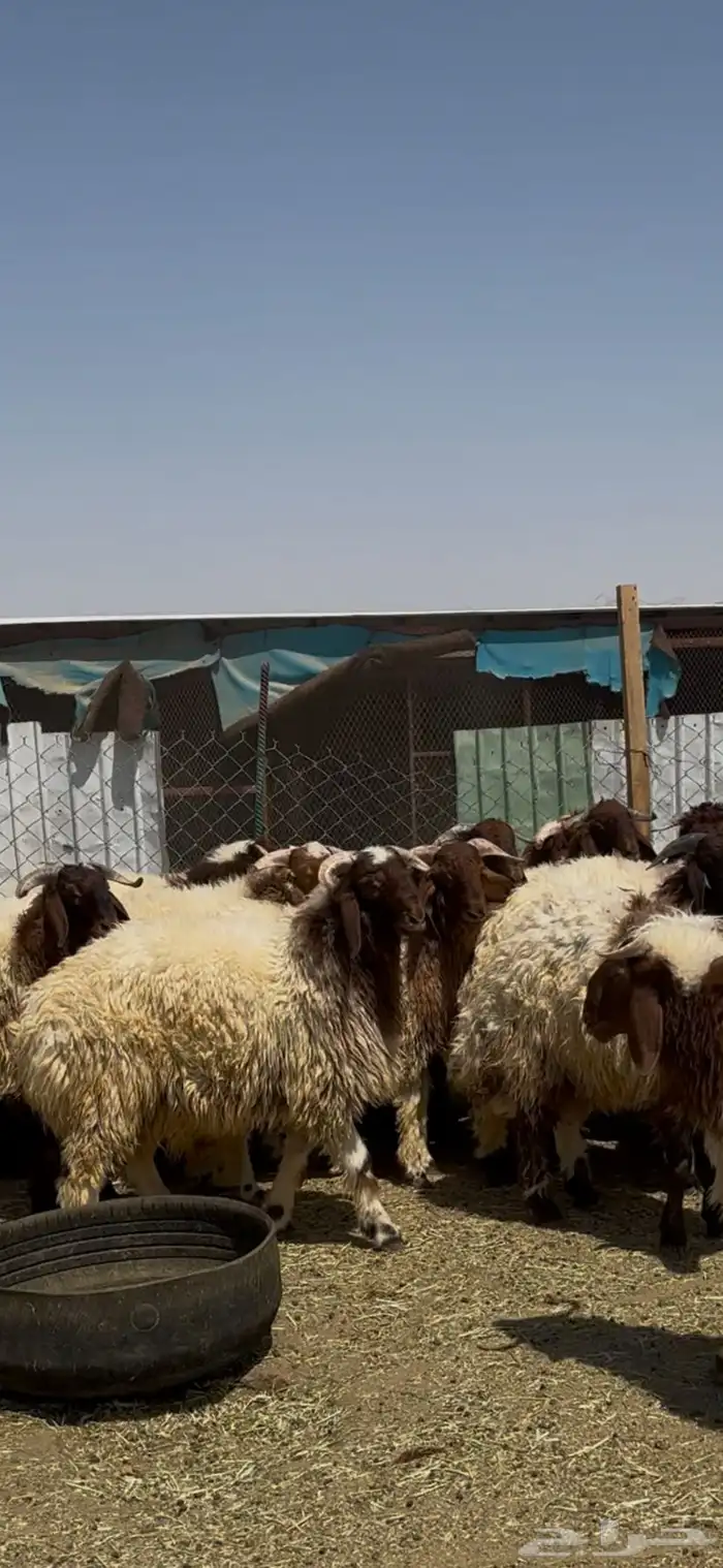 جذعان أنعيم فاخره اللبييع 2