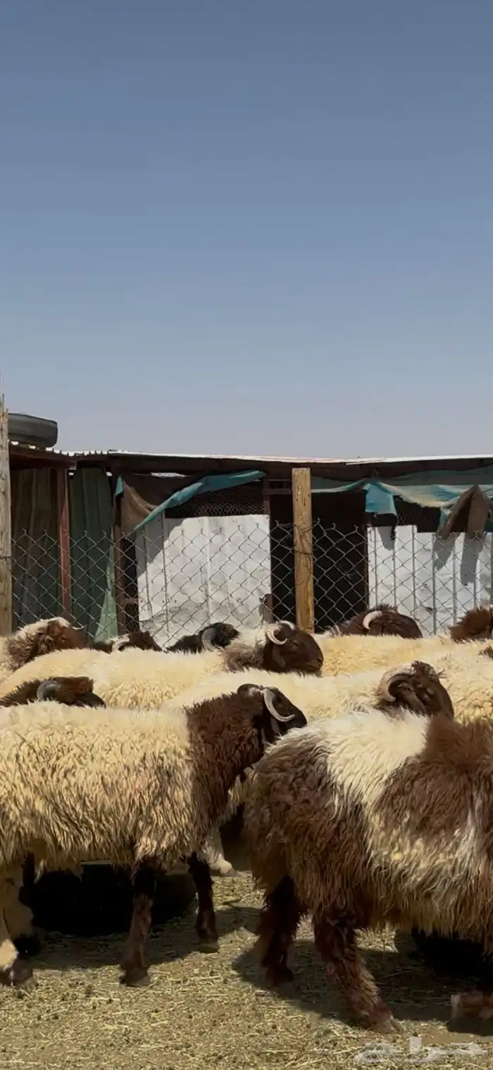 جذعان أنعيم فاخره اللبييع 8