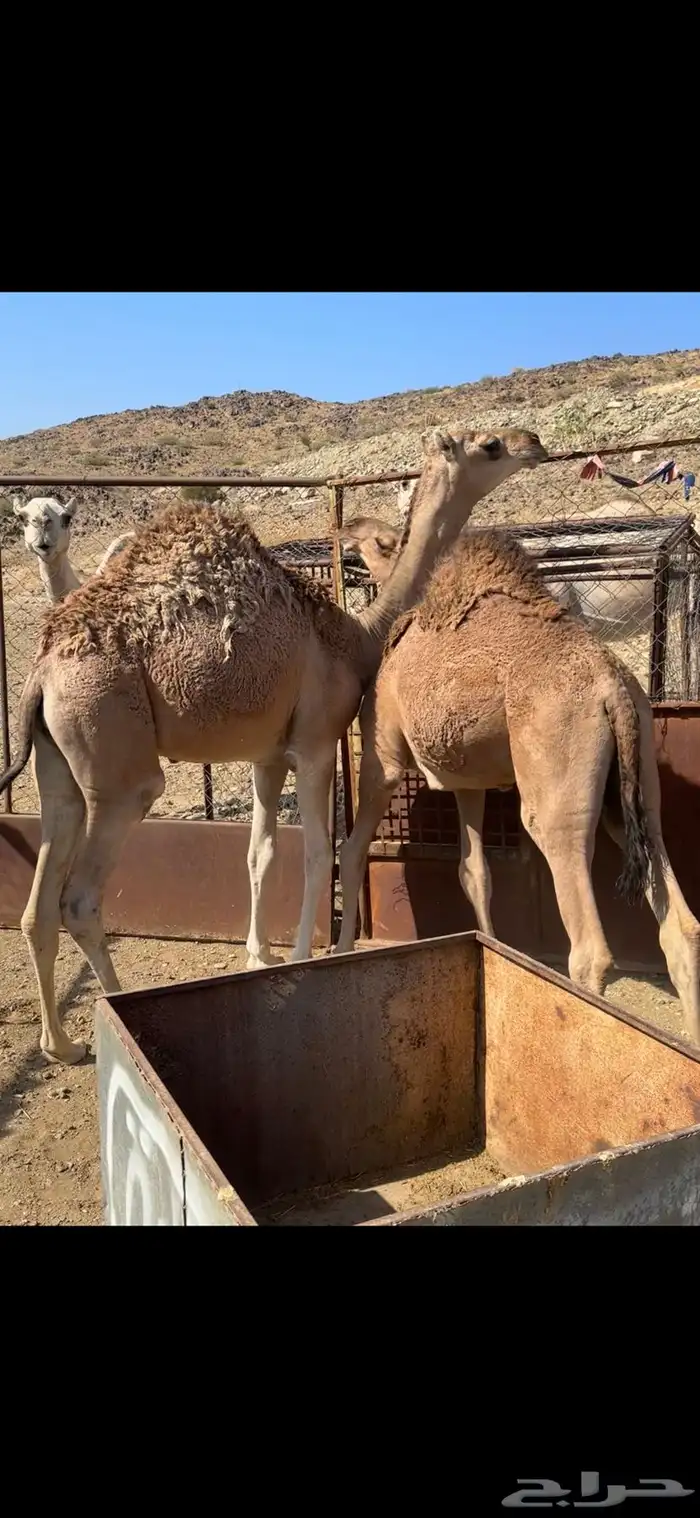 قعدان علا حليب اماتها 1