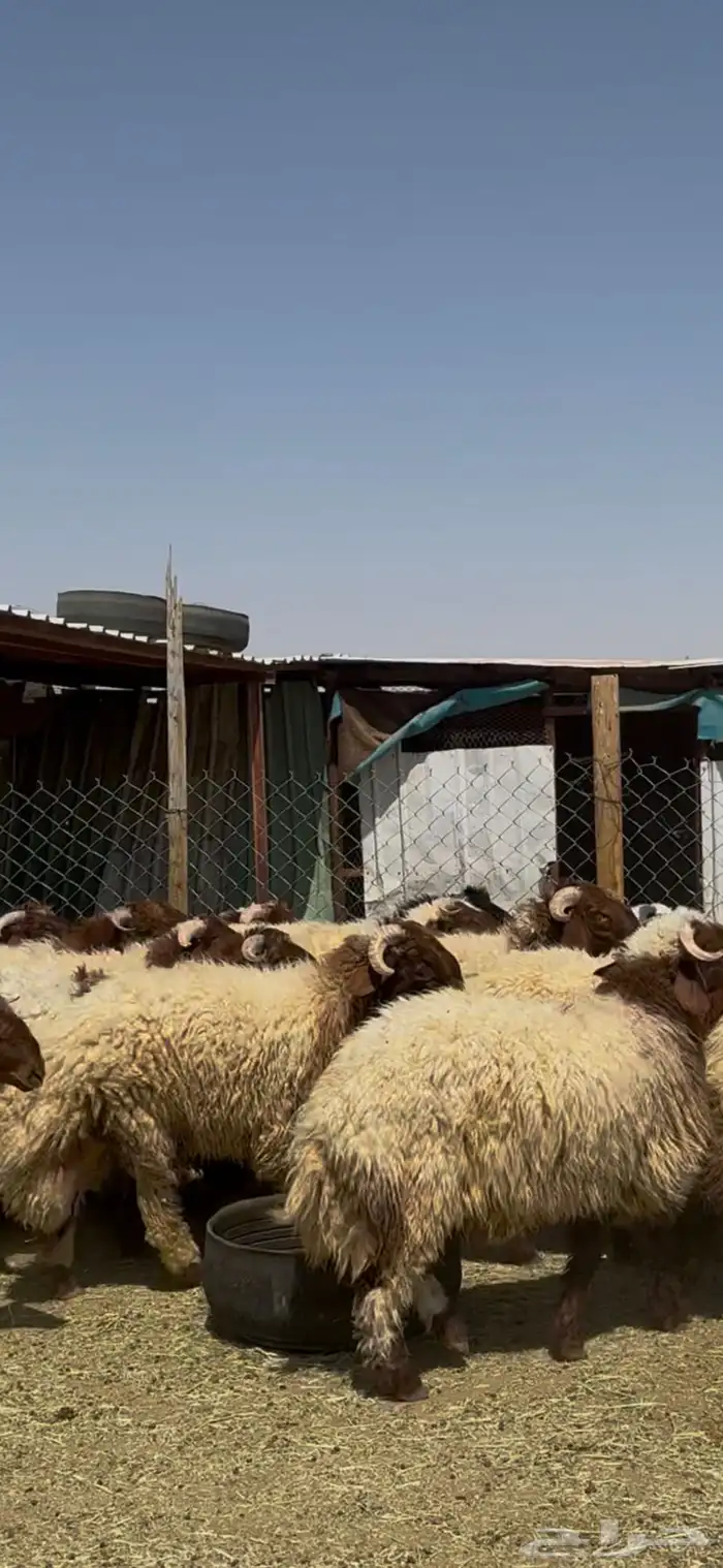 جذعان أنعيم فاخره اللبييع 9