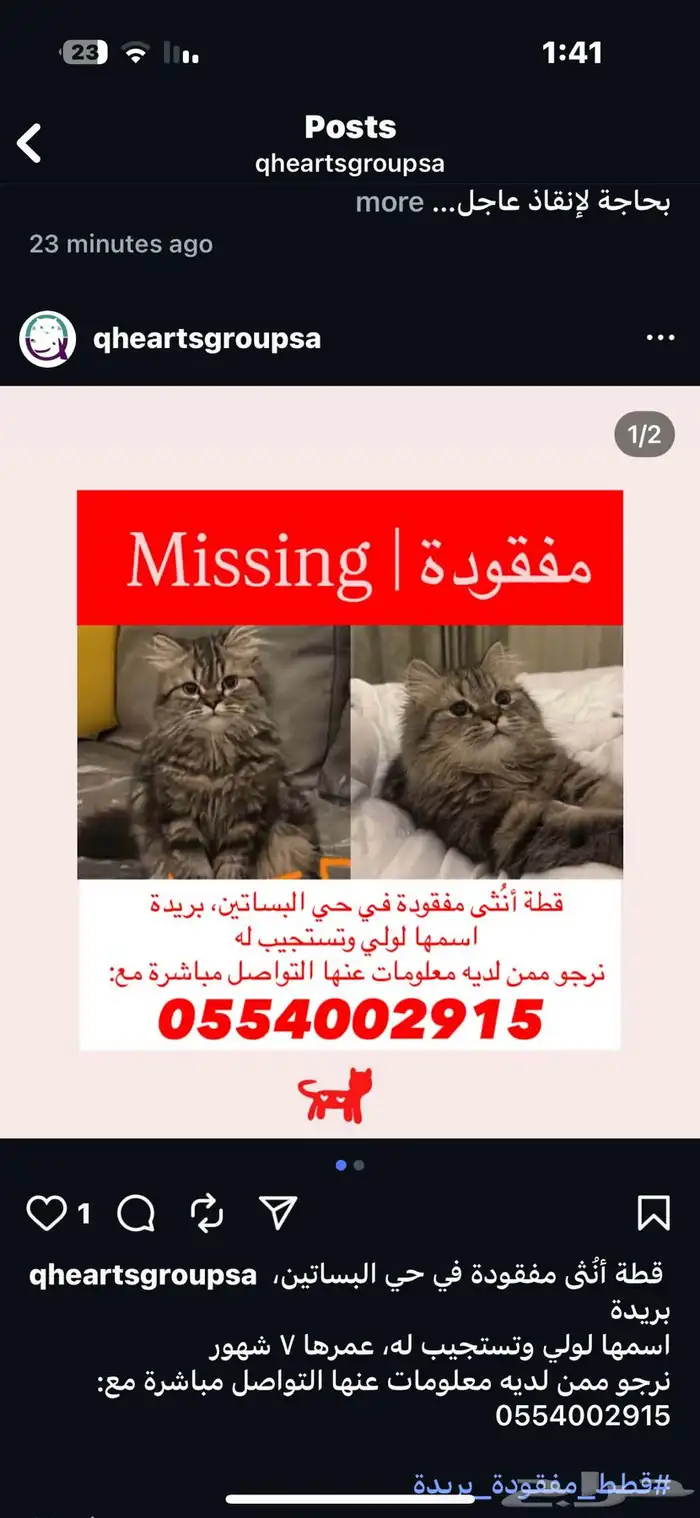 قطه مفقوده 1