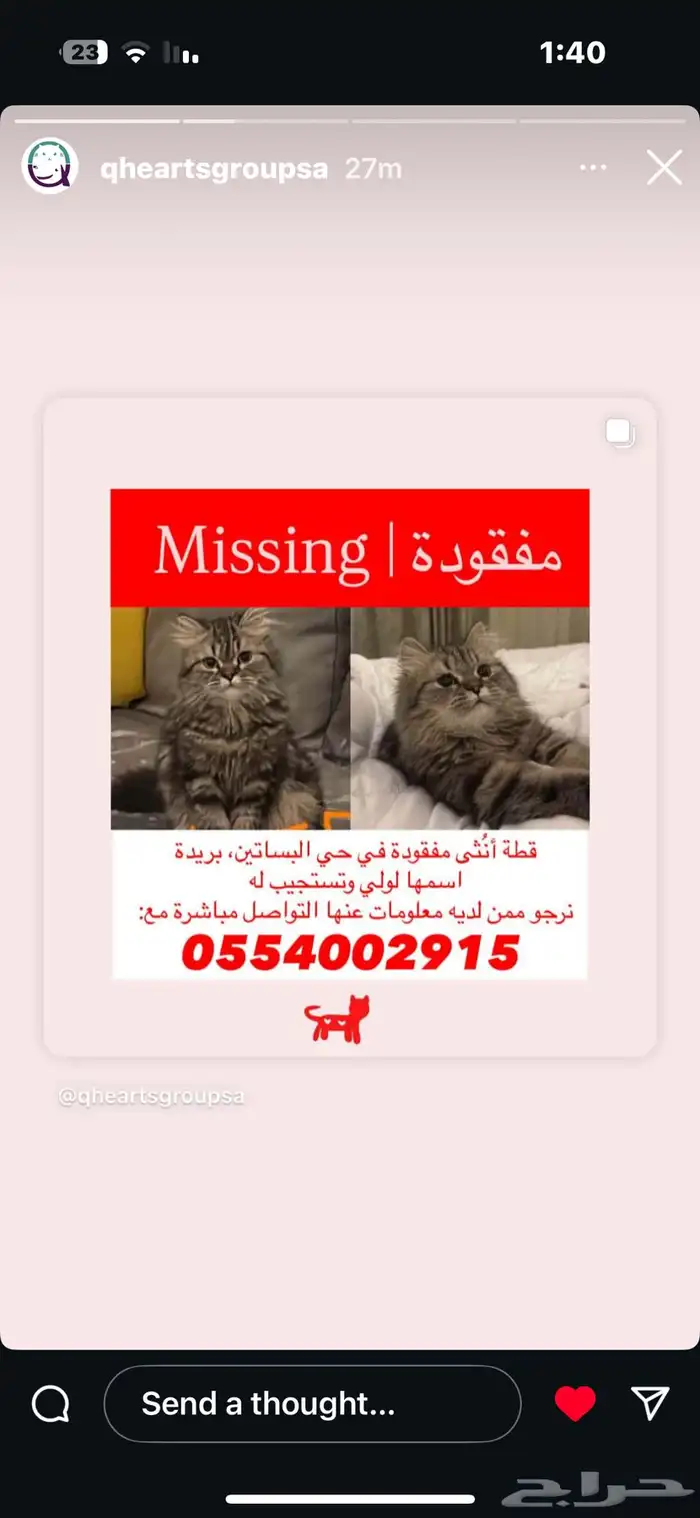 قطه مفقوده 0