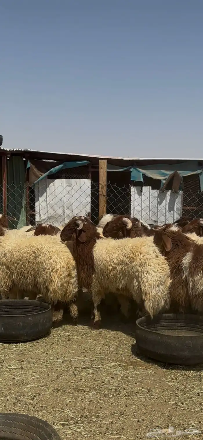 جذعان أنعيم فاخره اللبييع 4