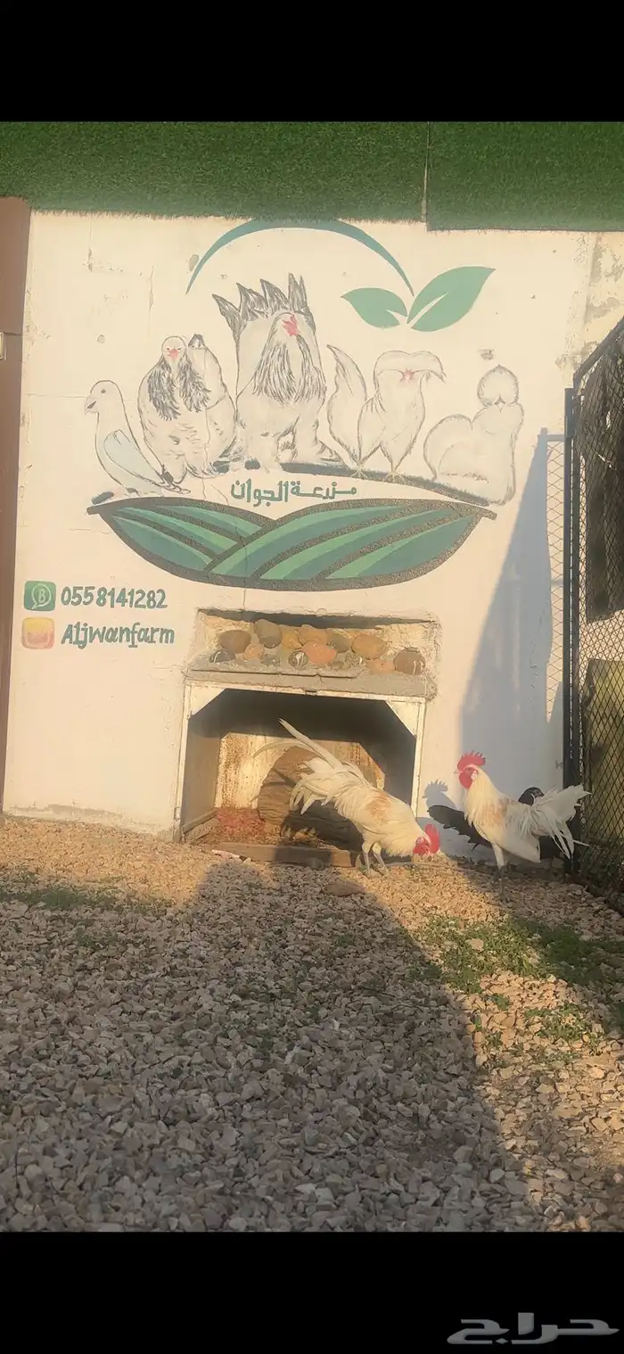 عرض اليوم الوطني ع انتاج المزرعه 3
