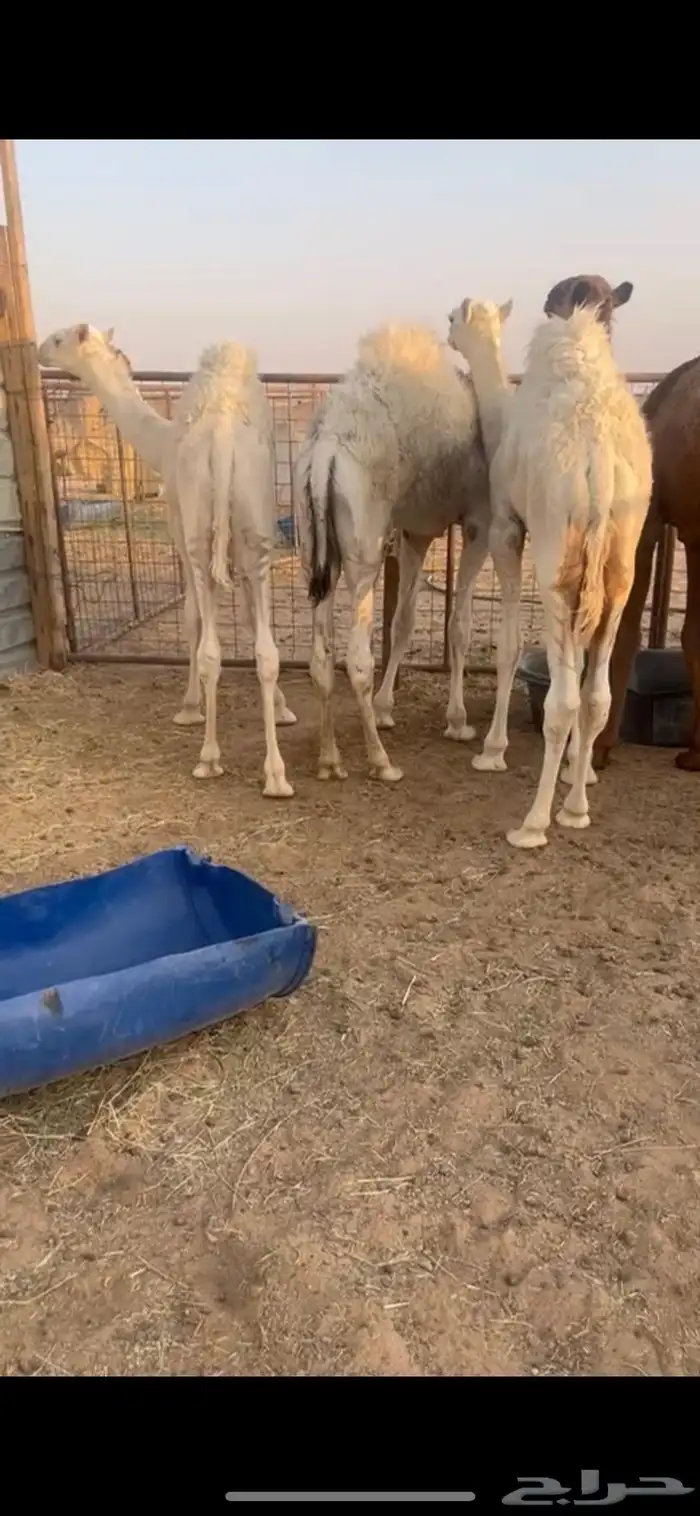 قعدان 2