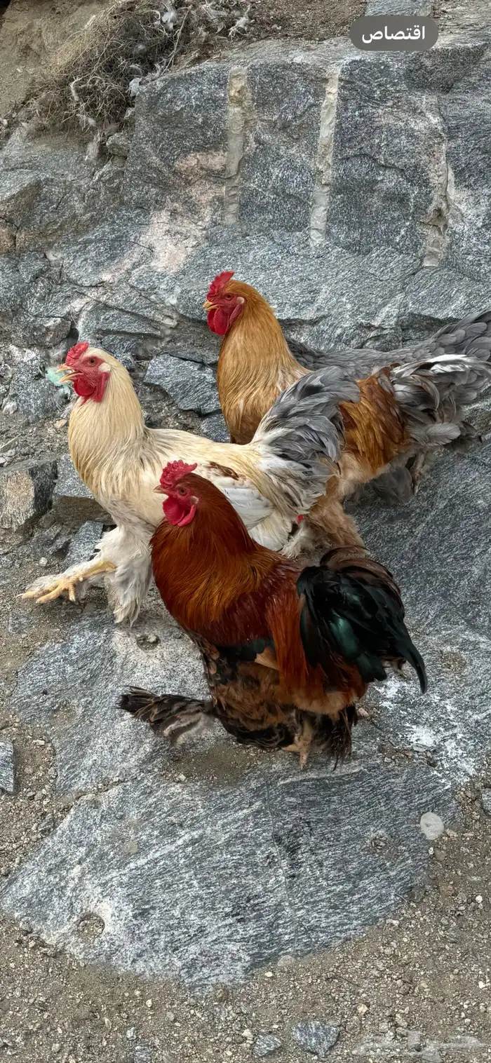 ديوك براهما 3