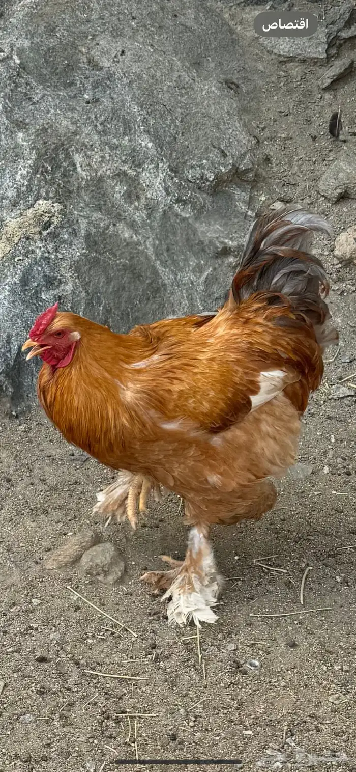 ديوك براهما 2